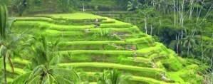 Rizières Bali