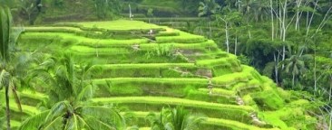 Rizières Bali
