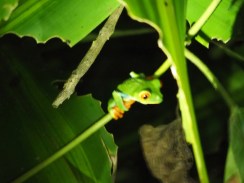 Costa Rica - Le blog de natte